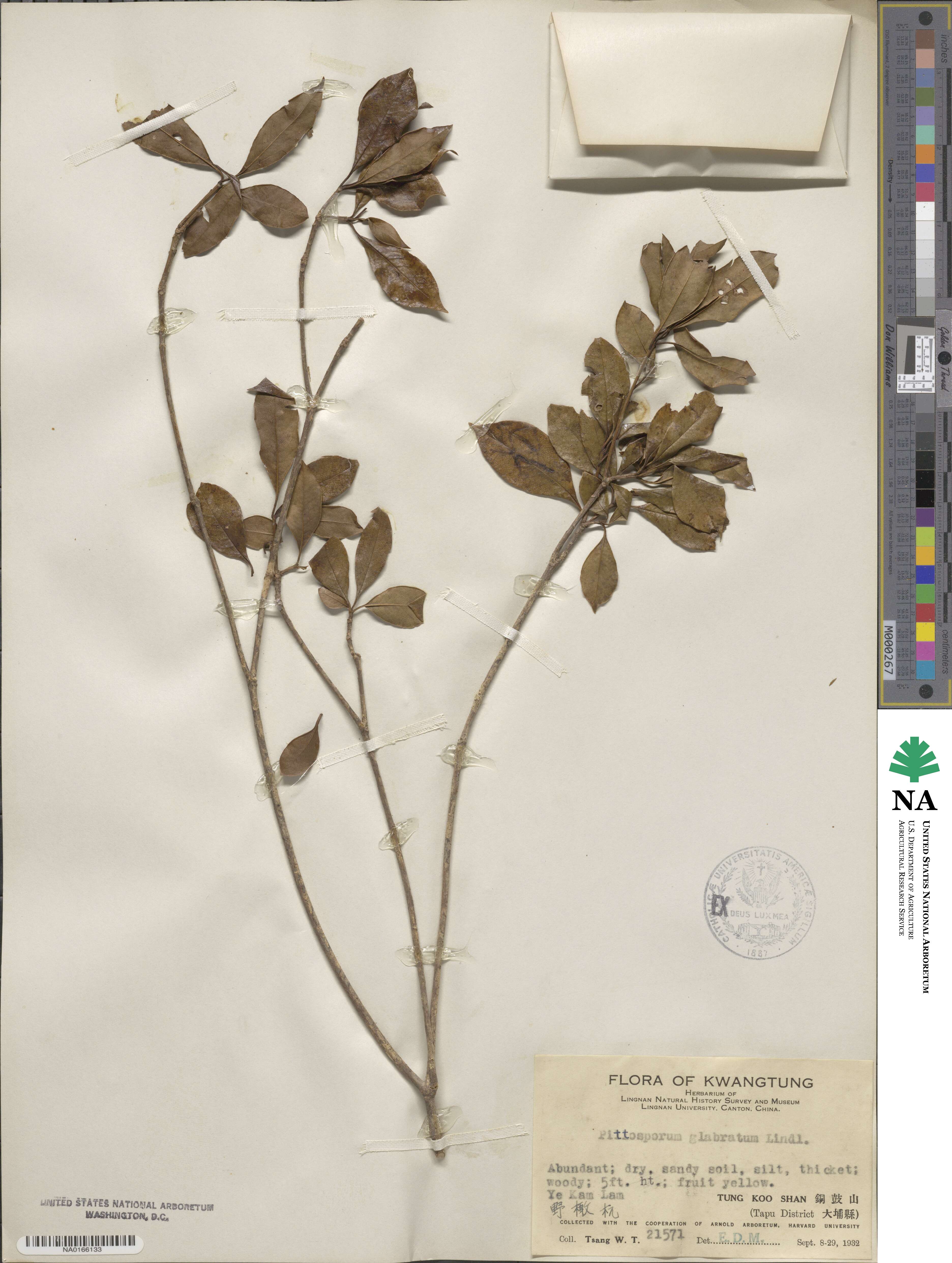 Pittosporum glabratum image