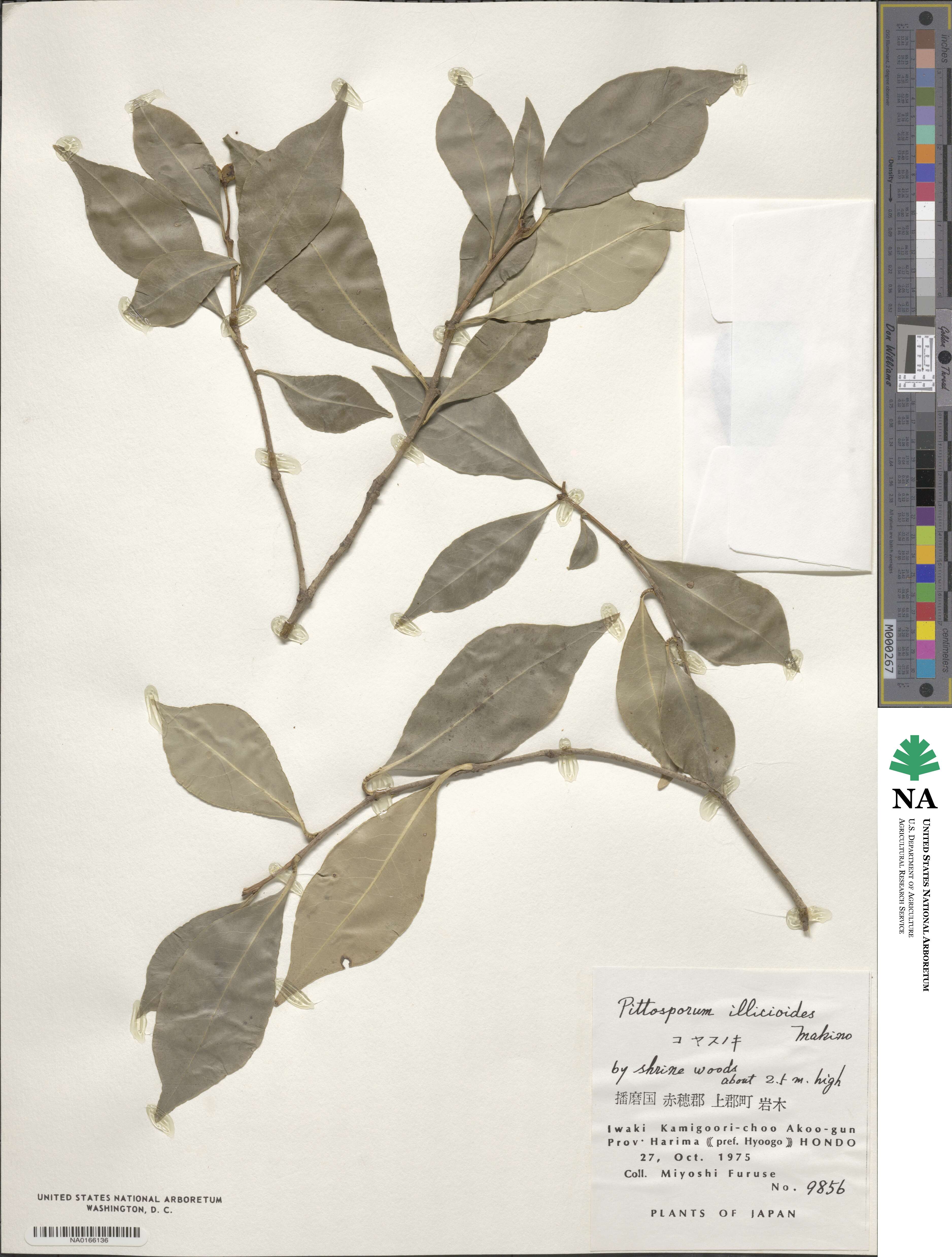 Pittosporum illicioides image