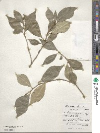 Pittosporum illicioides image