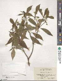 Pittosporum illicioides image