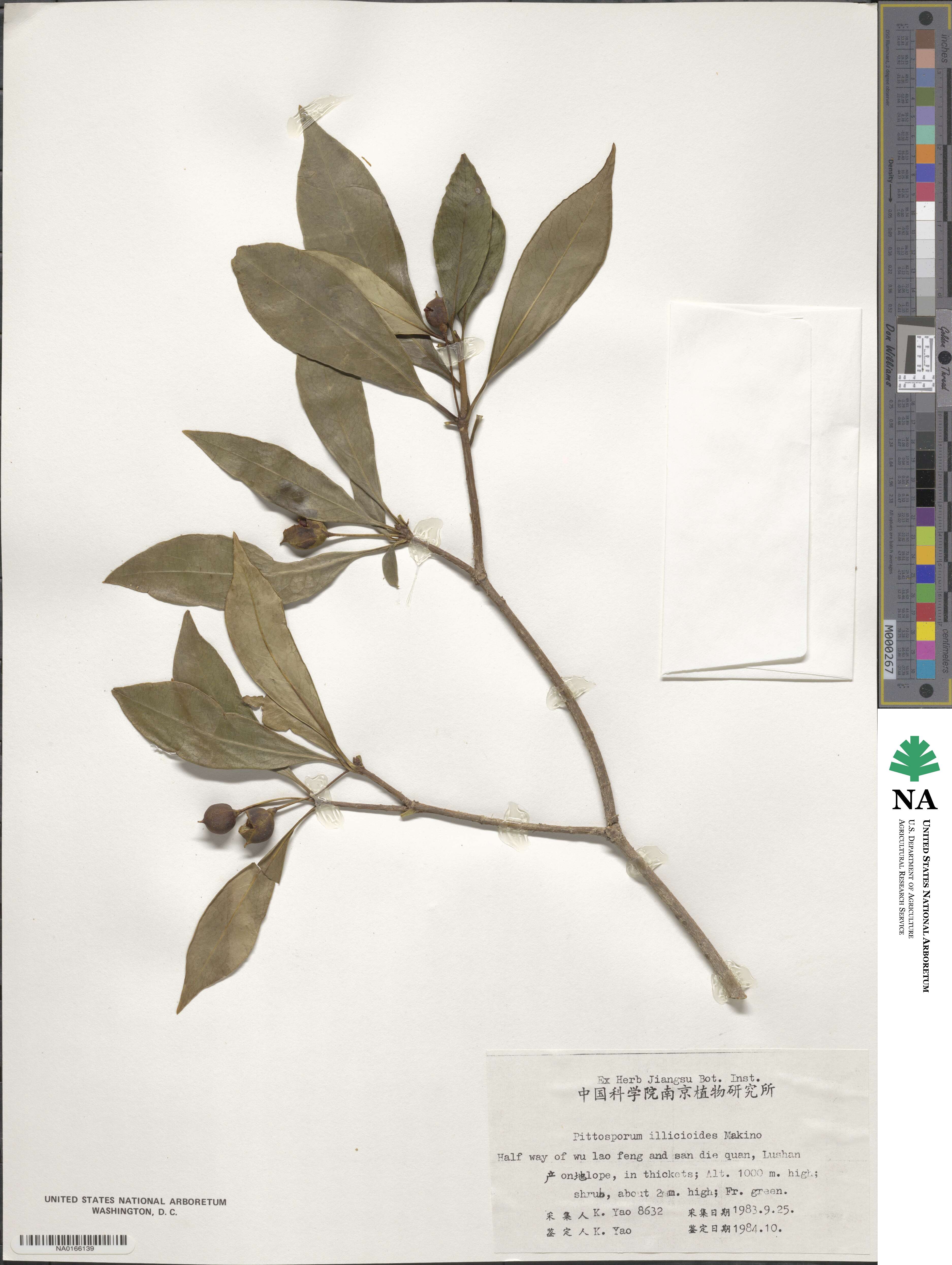 Pittosporum illicioides image