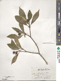 Pittosporum illicioides image