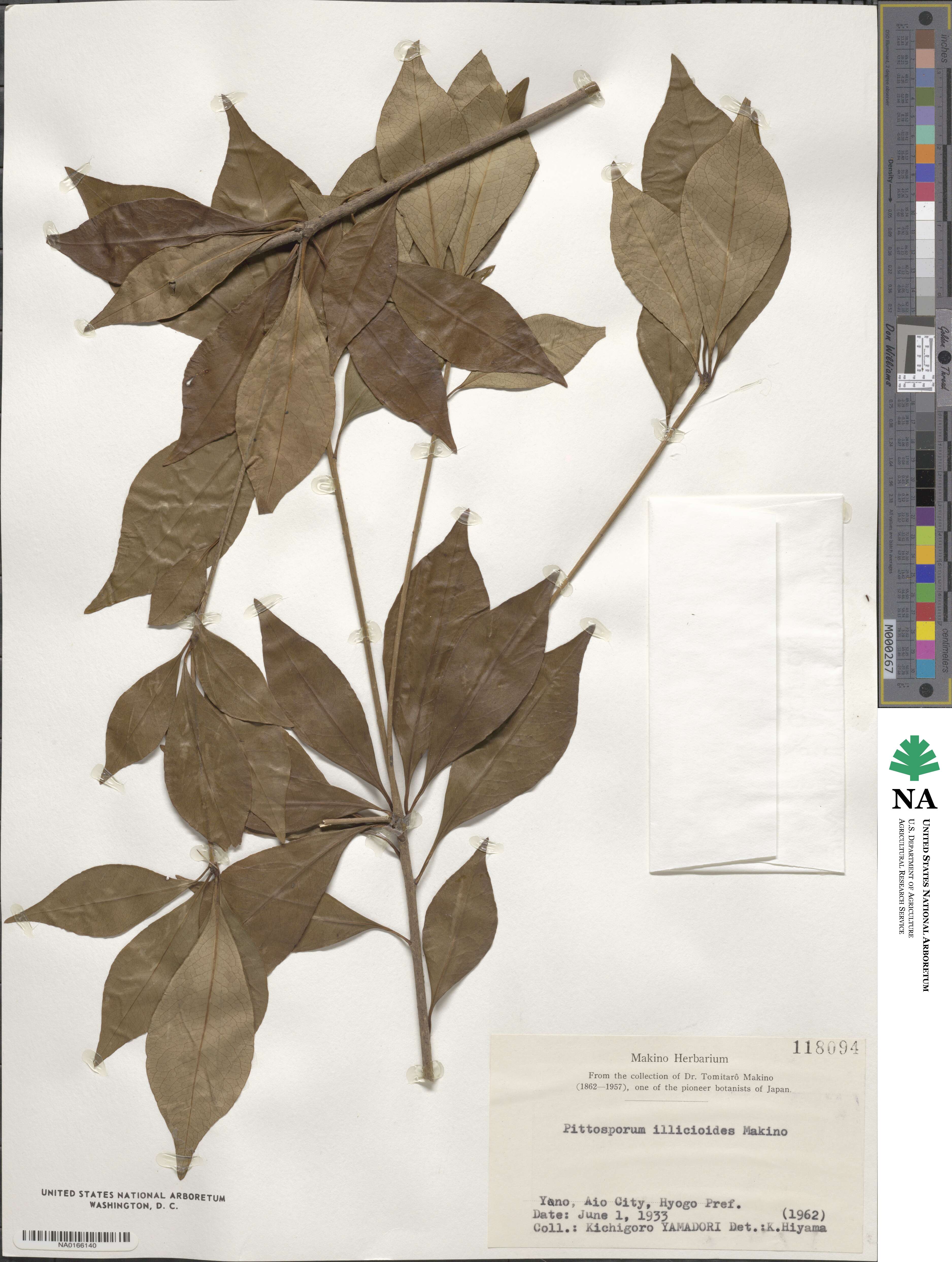 Pittosporum illicioides image