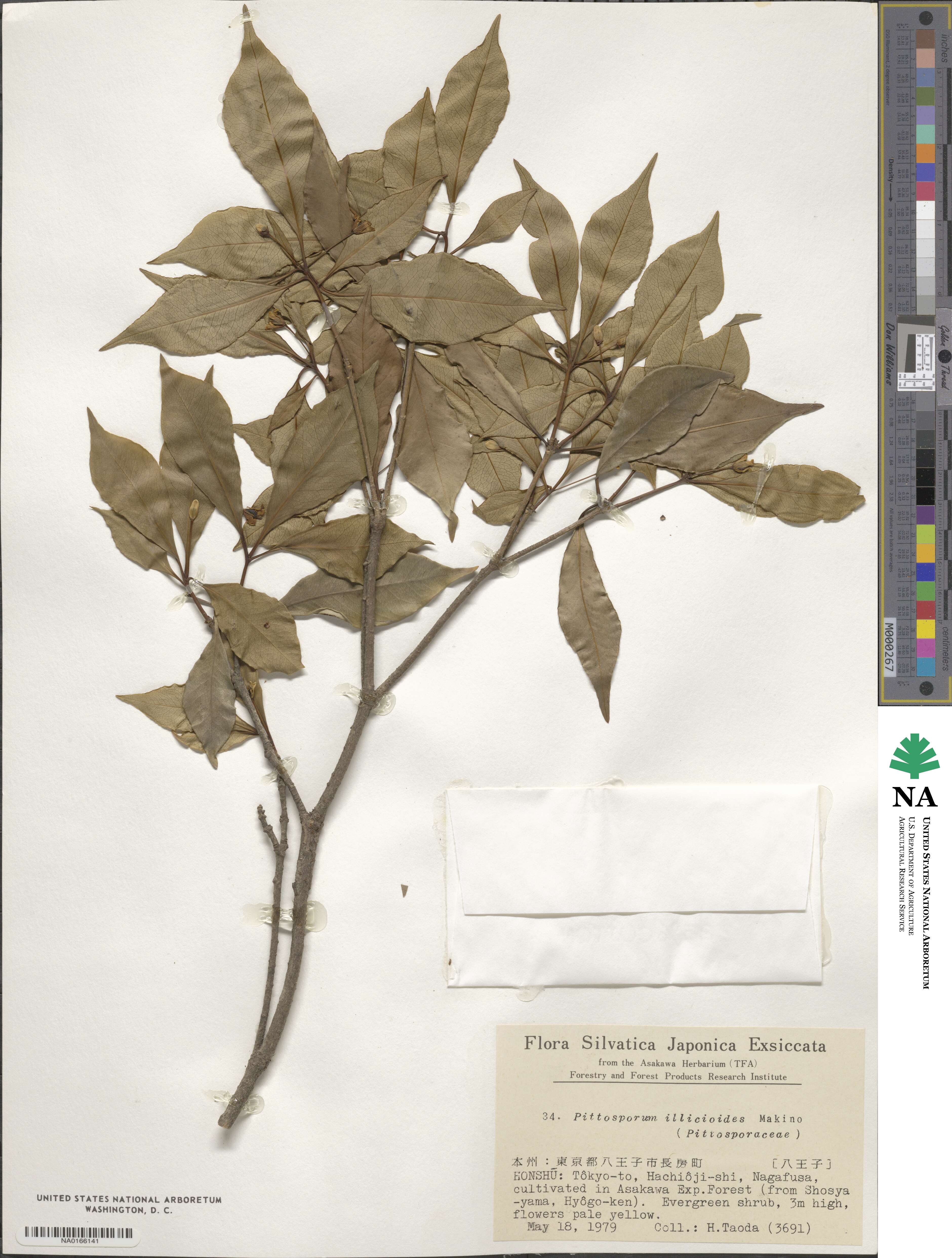 Pittosporum illicioides image