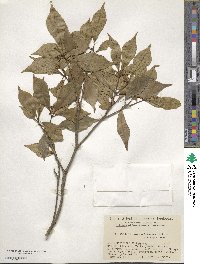 Pittosporum illicioides image