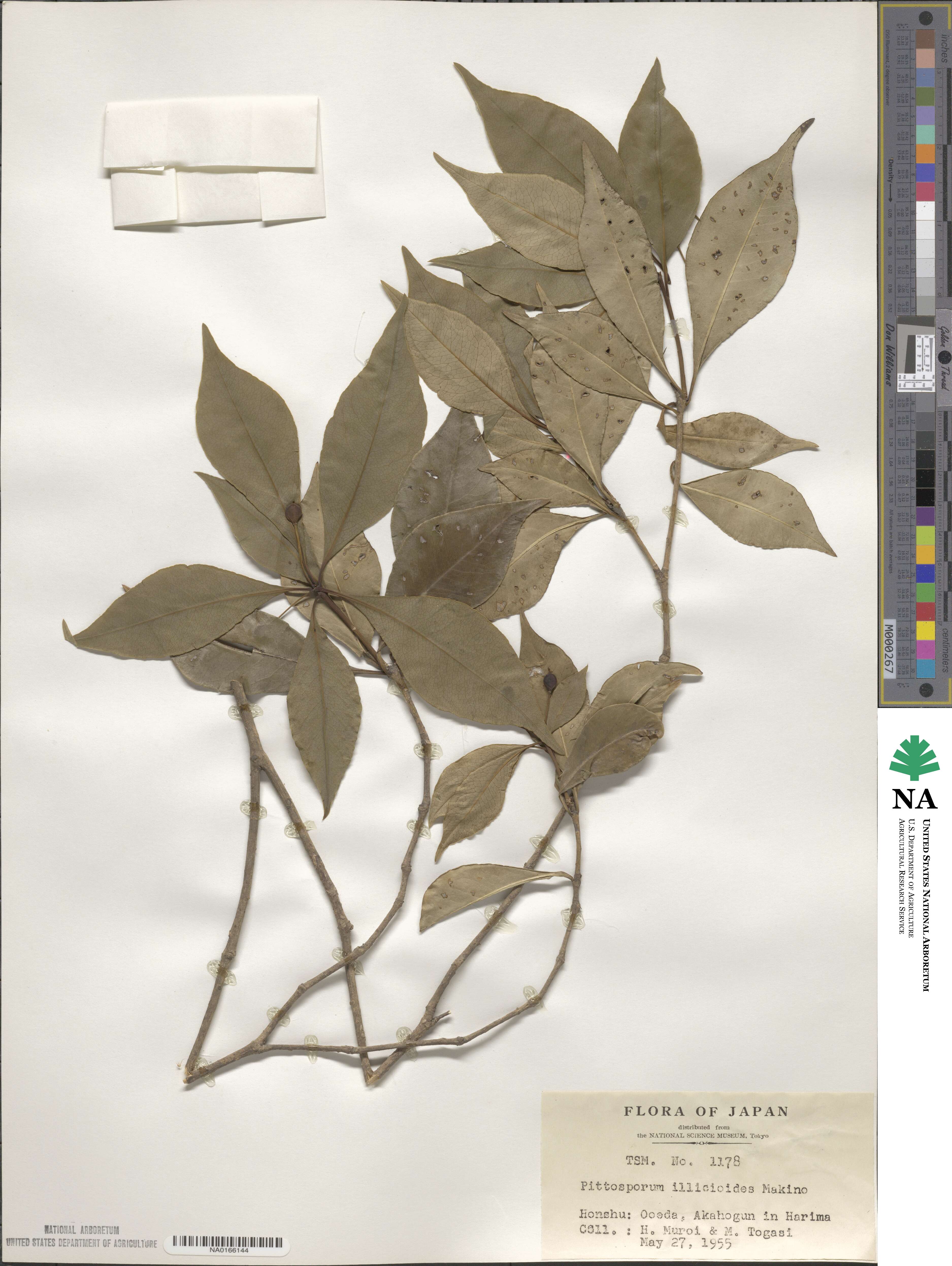 Pittosporum illicioides image