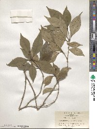 Pittosporum illicioides image