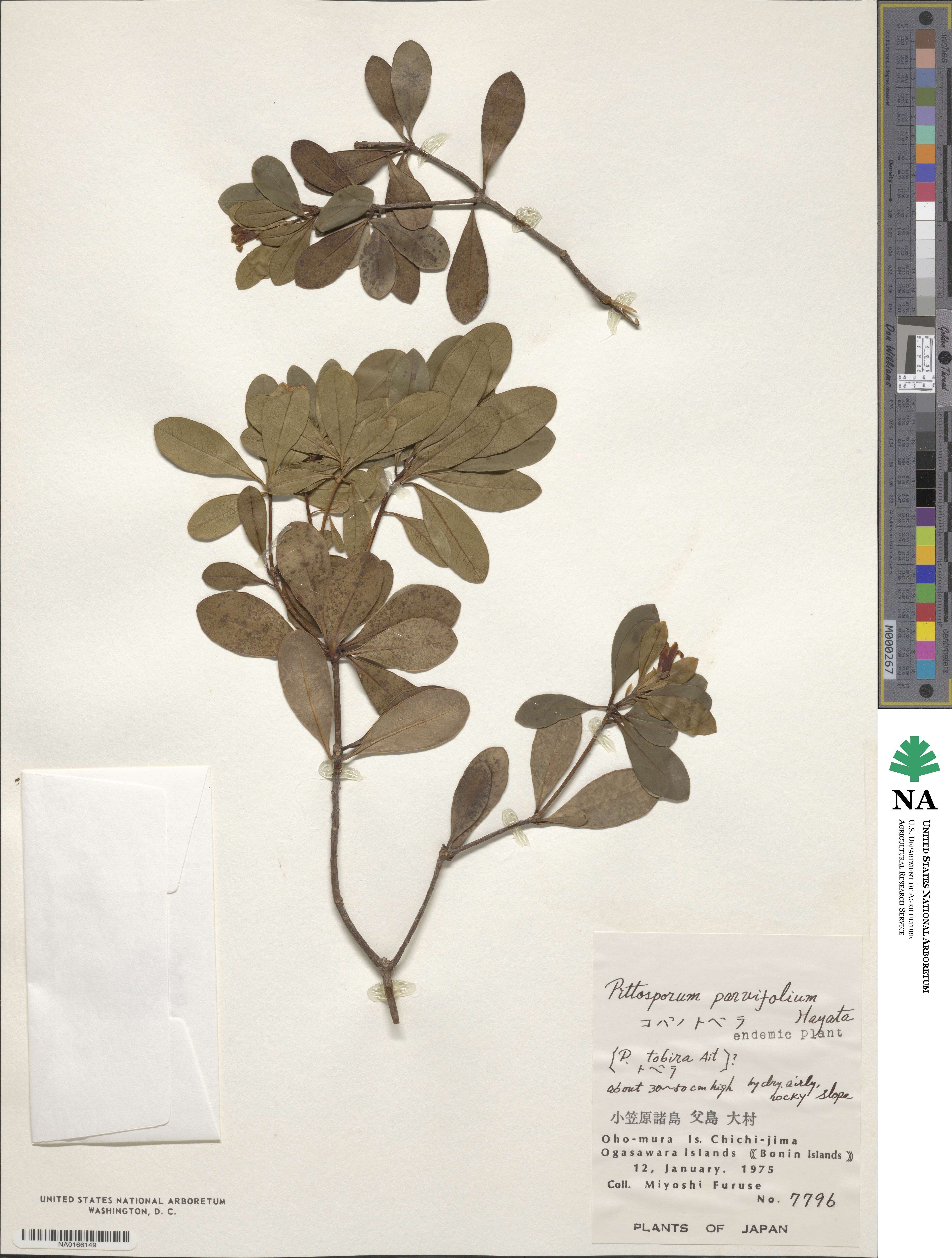 Pittosporum parvifolium image