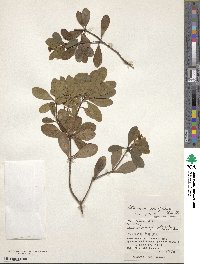 Pittosporum parvifolium image