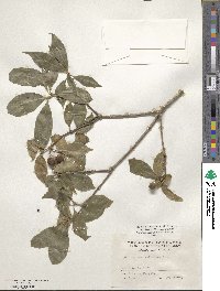 Pittosporum illicioides image