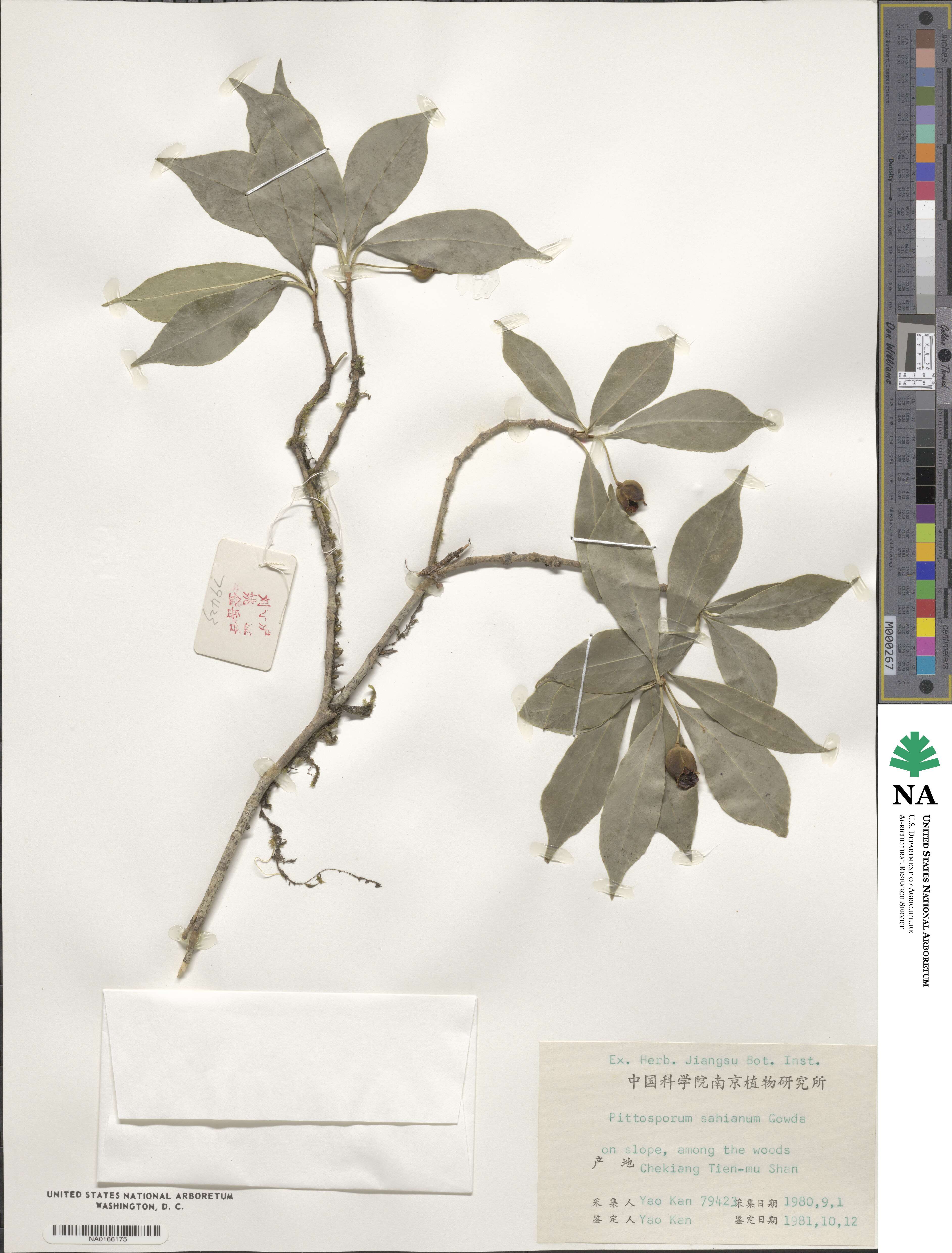 Pittosporum illicioides image