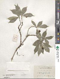 Pittosporum illicioides image