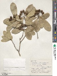 Pittosporum tobira image