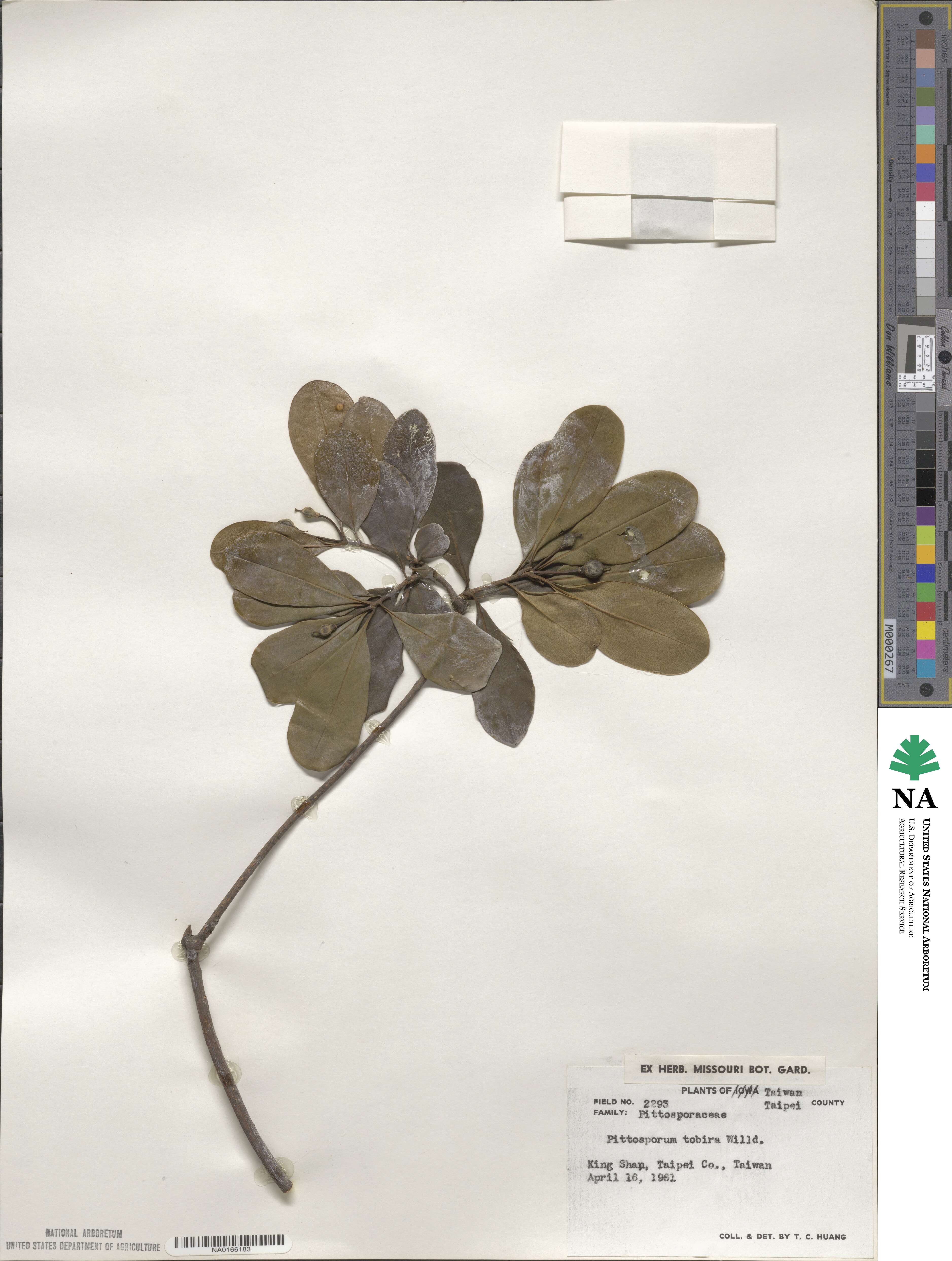 Pittosporum tobira image