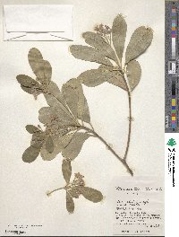 Pittosporum tobira image