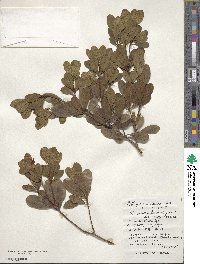 Pittosporum tobira image