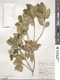 Pittosporum tobira image