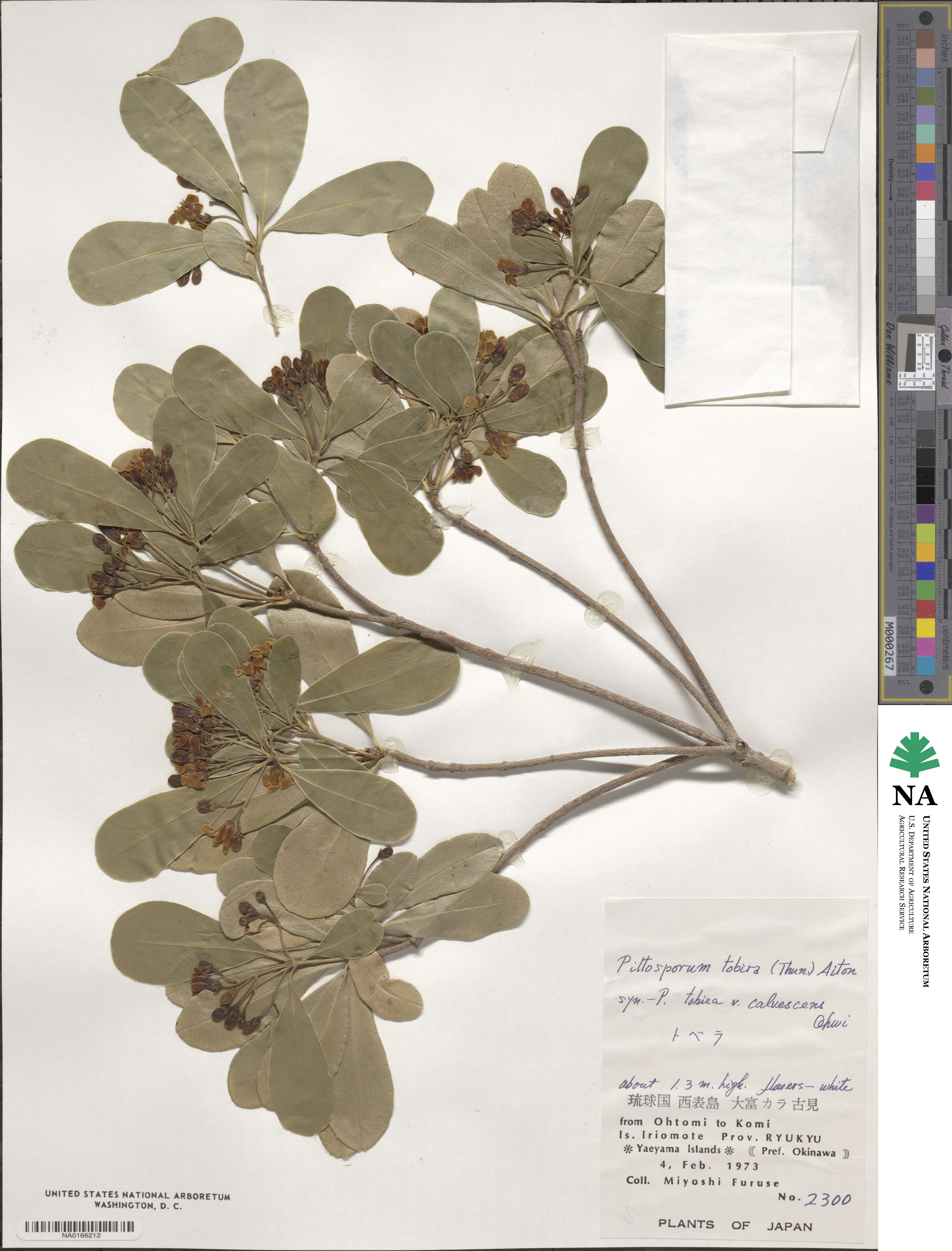 Pittosporum image