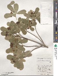 Pittosporum tobira image