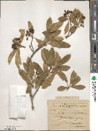 Pittosporum abyssinicum image