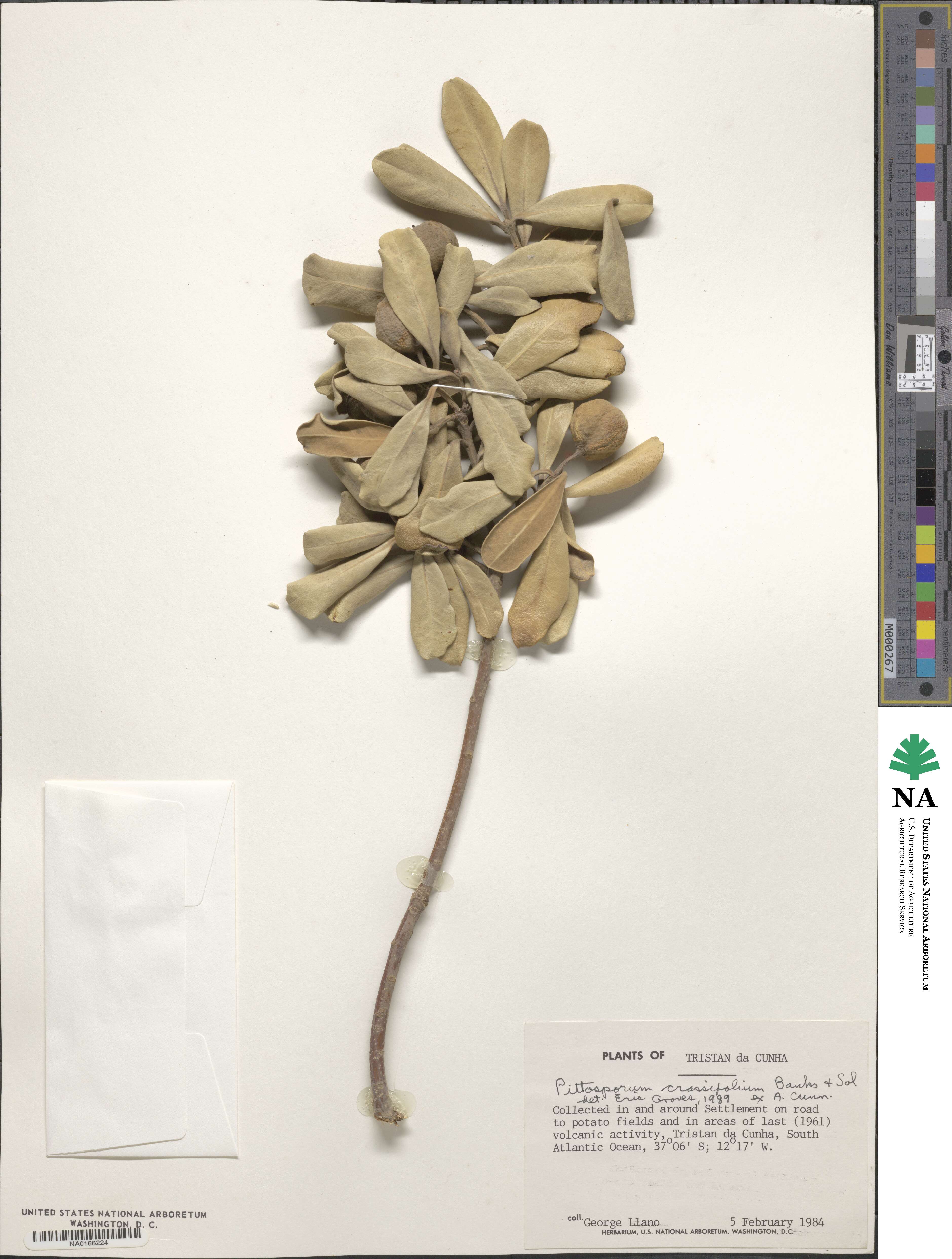 Pittosporum crassifolium image