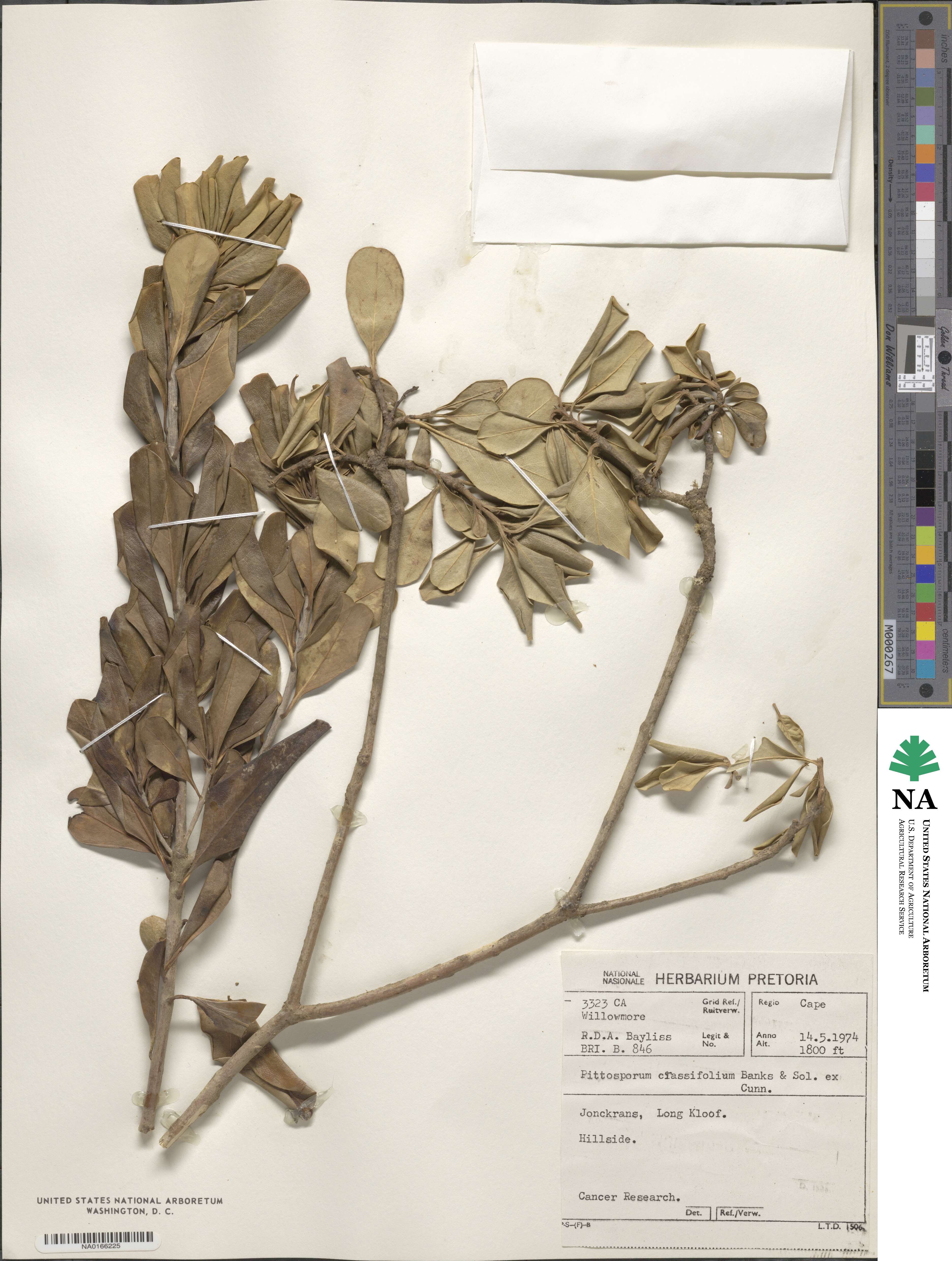 Pittosporum crassifolium image