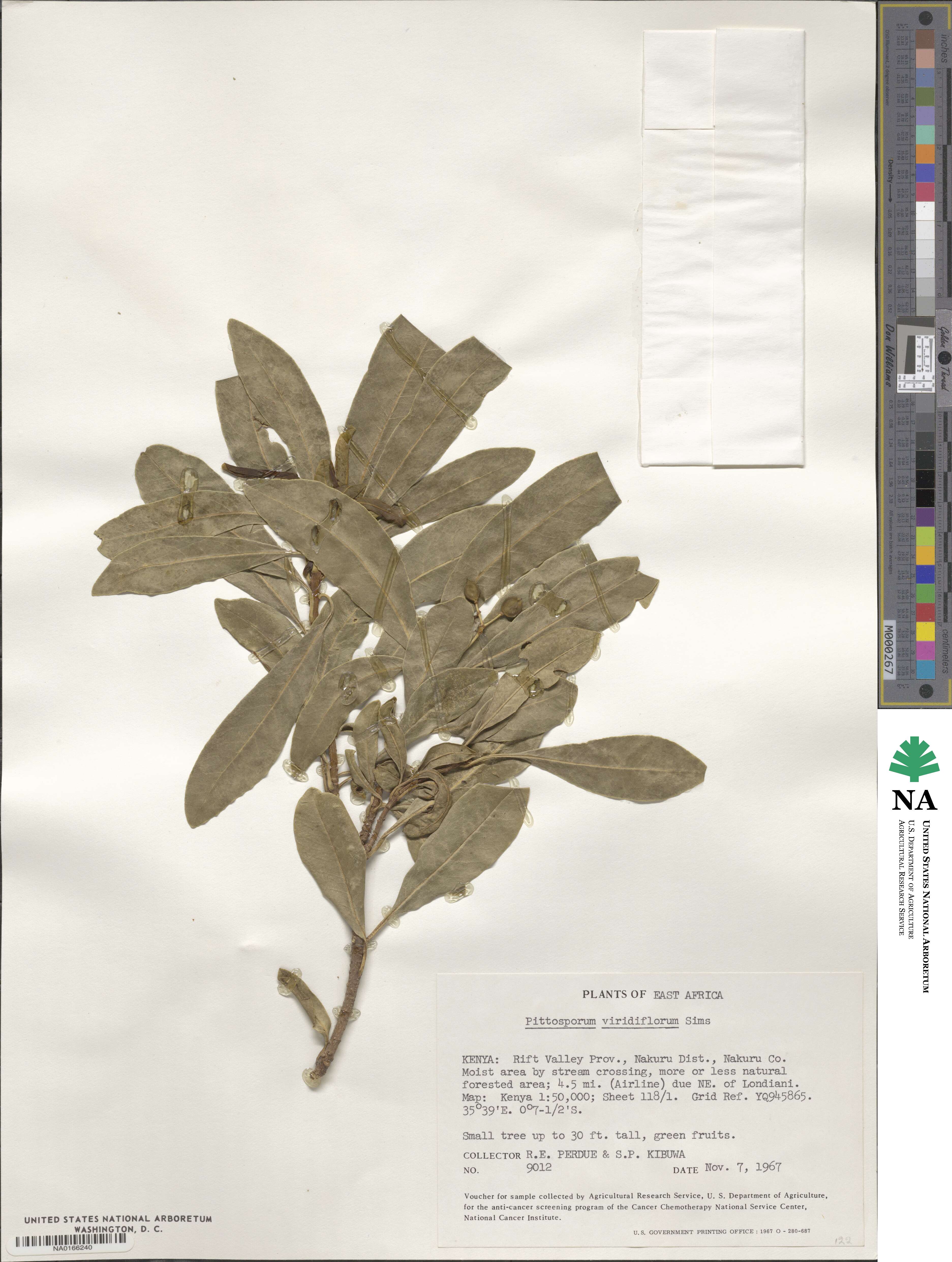Pittosporum viridiflorum image