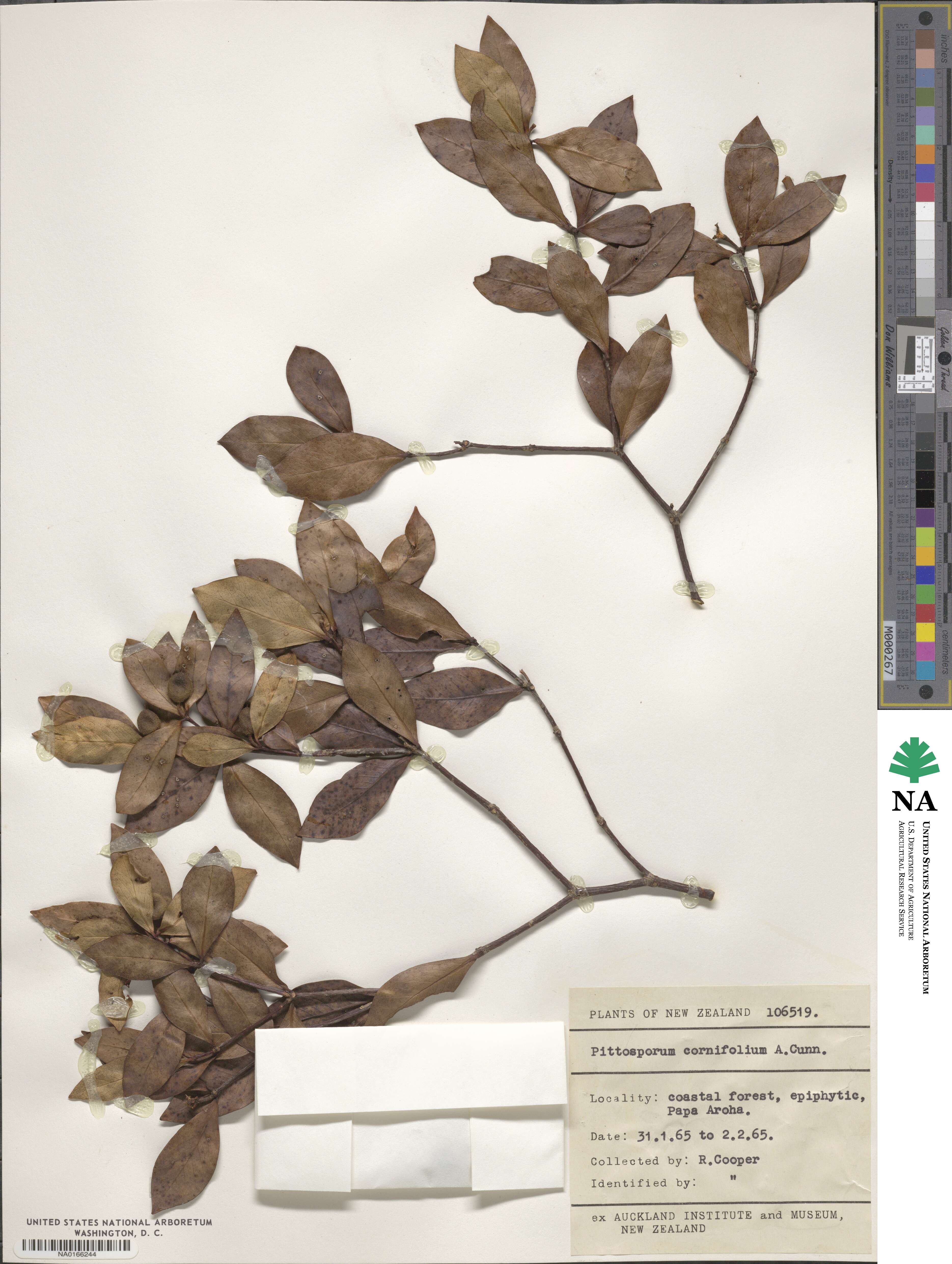 Pittosporum cornifolium image