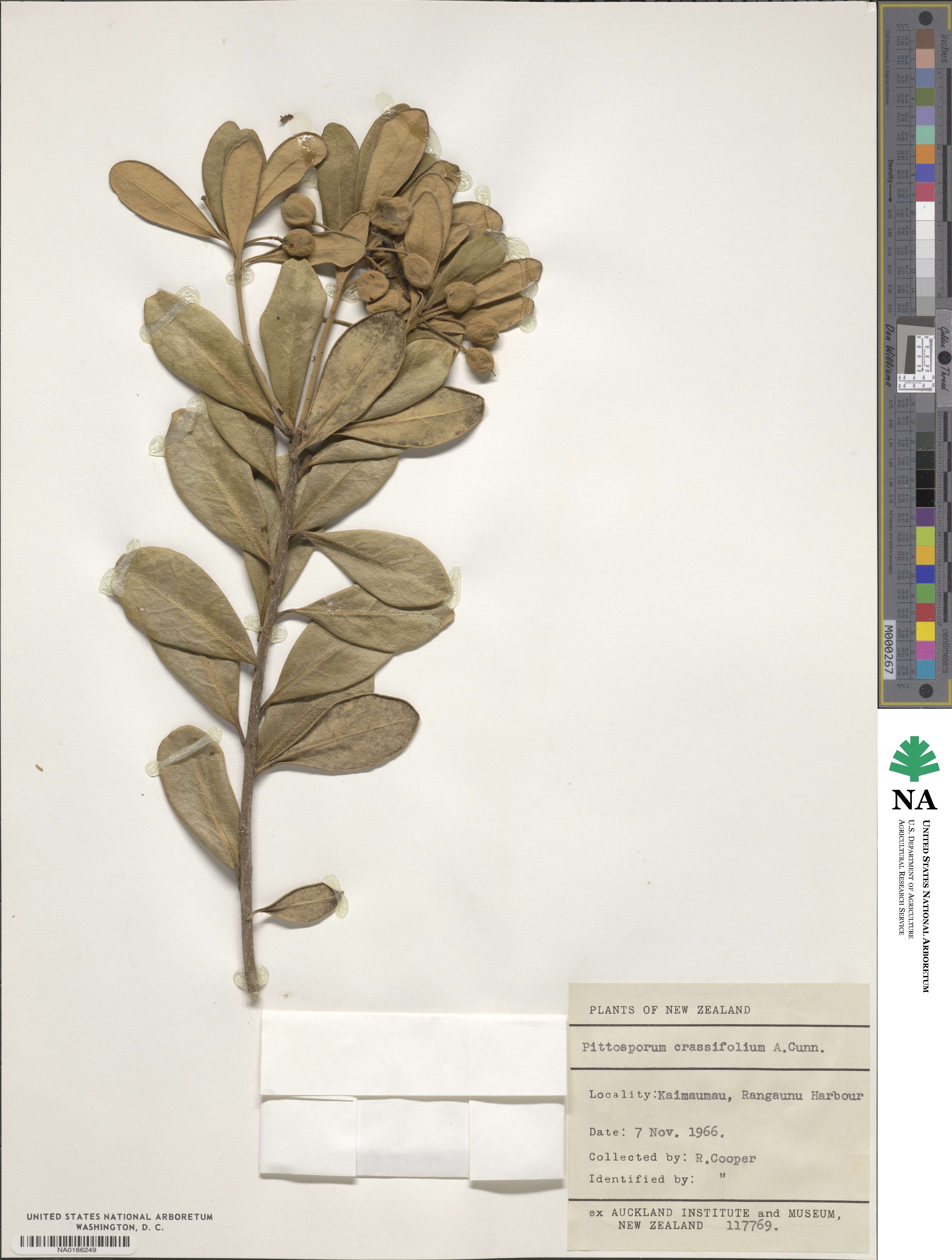 Pittosporum crassifolium image