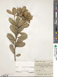 Pittosporum crassifolium image