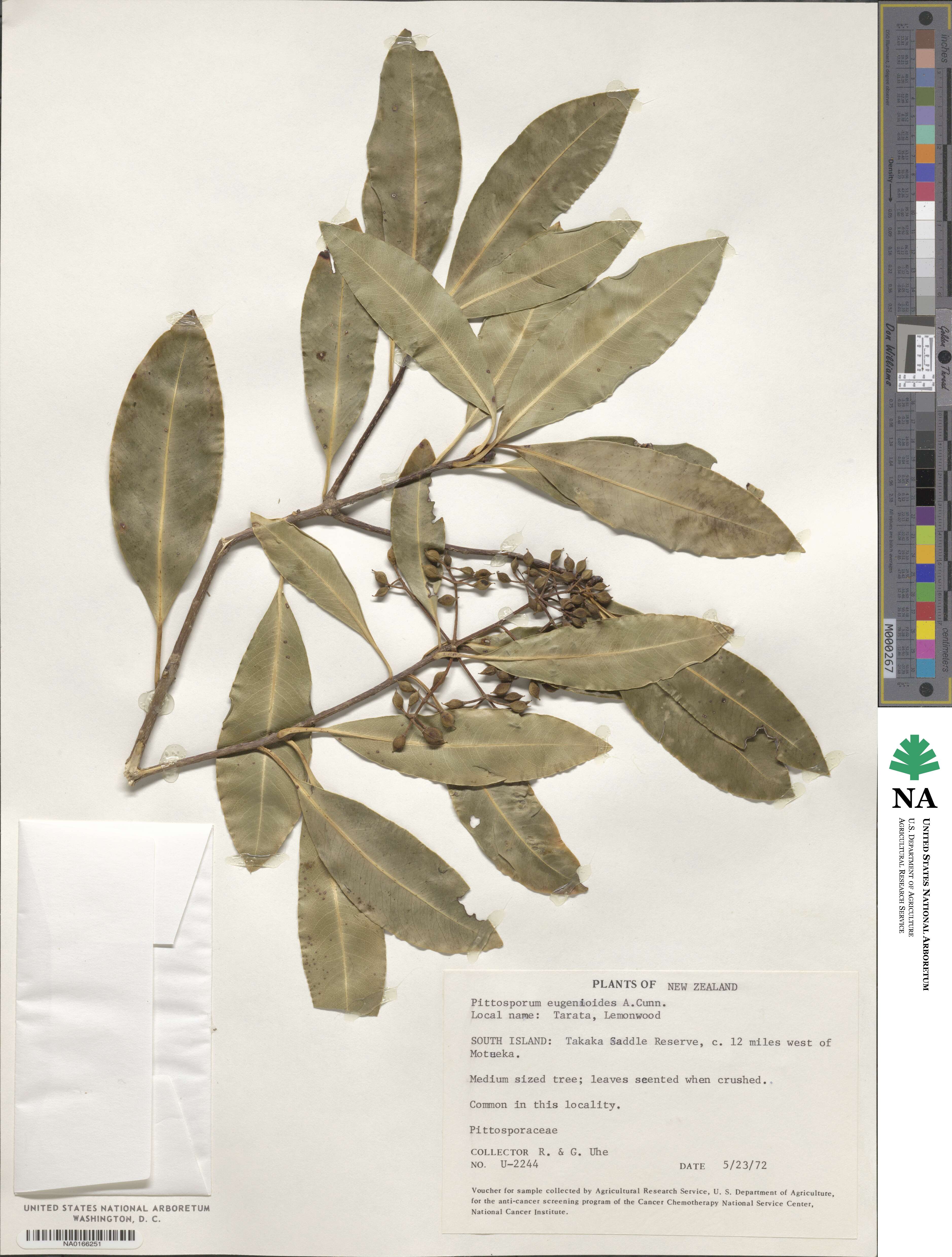 Pittosporum eugenioides image