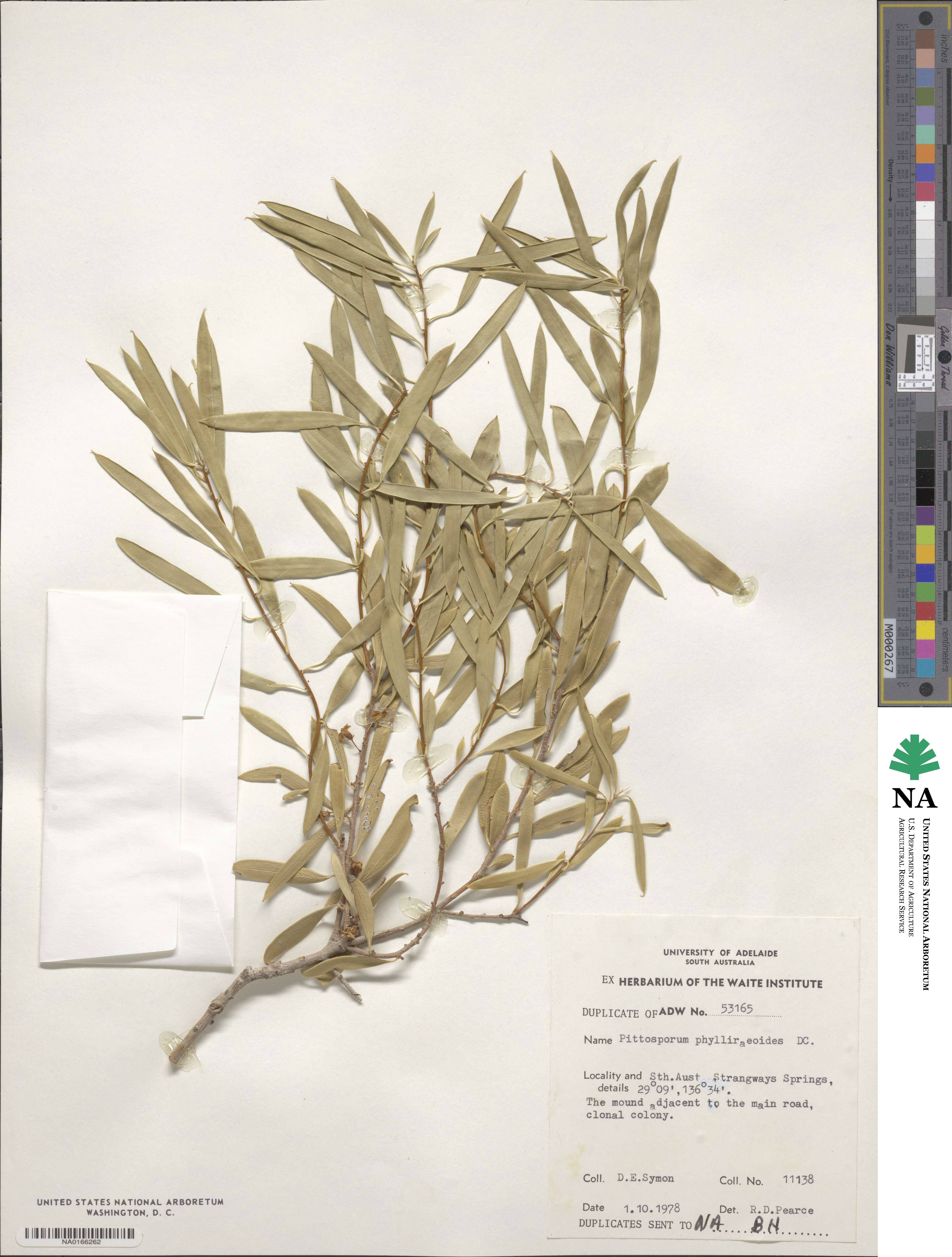 Pittosporum phylliraeoides image