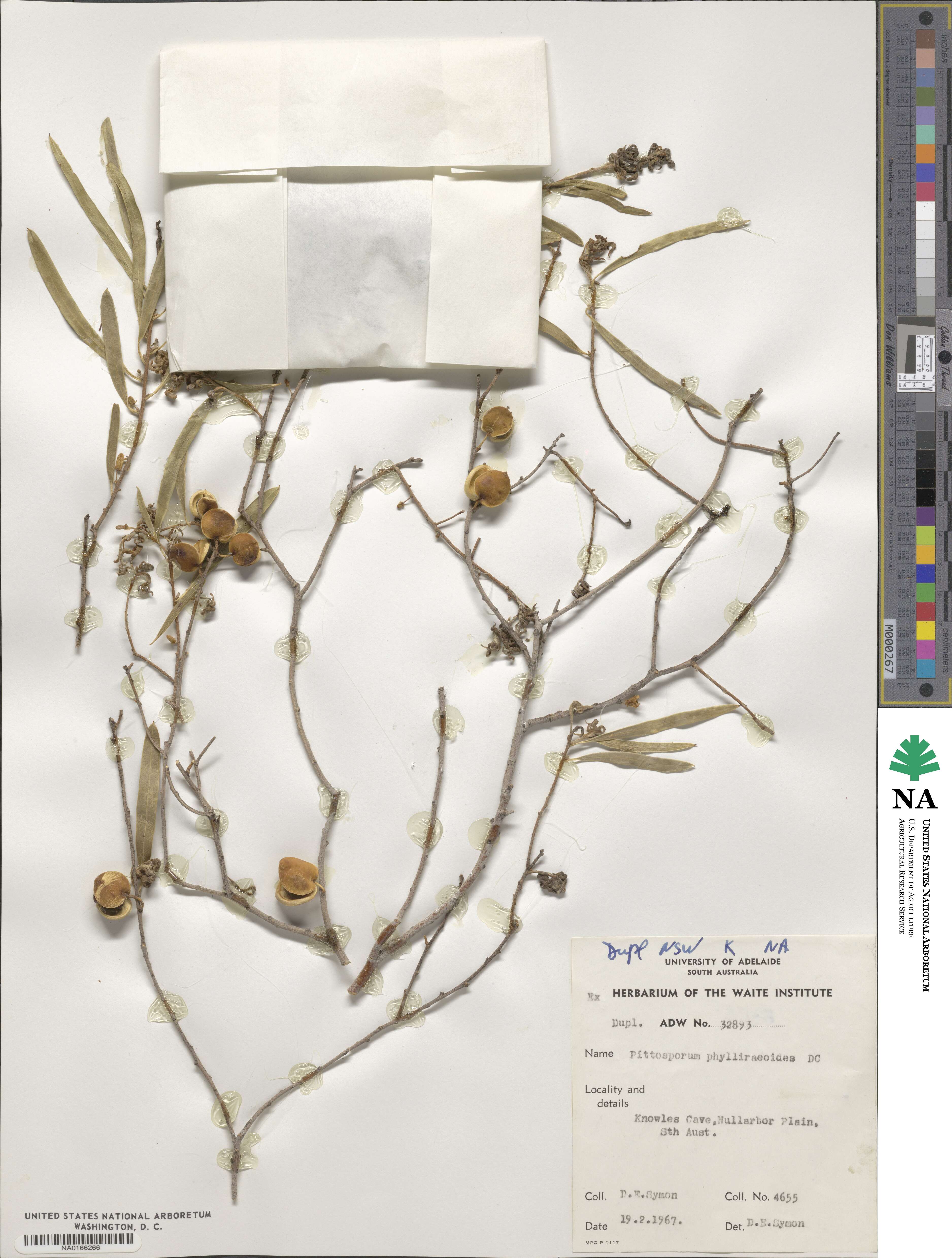 Pittosporum phylliraeoides image