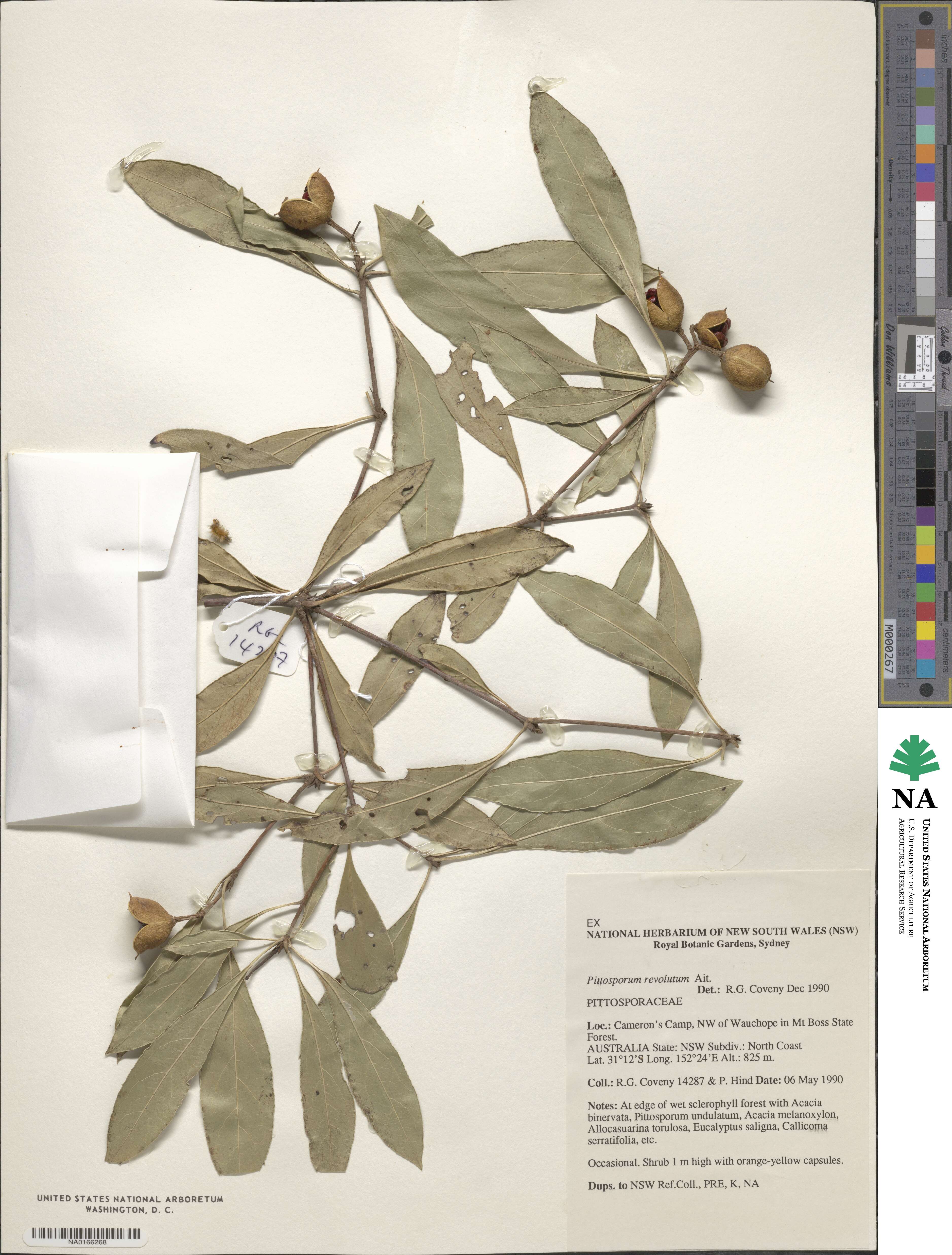 Pittosporum image