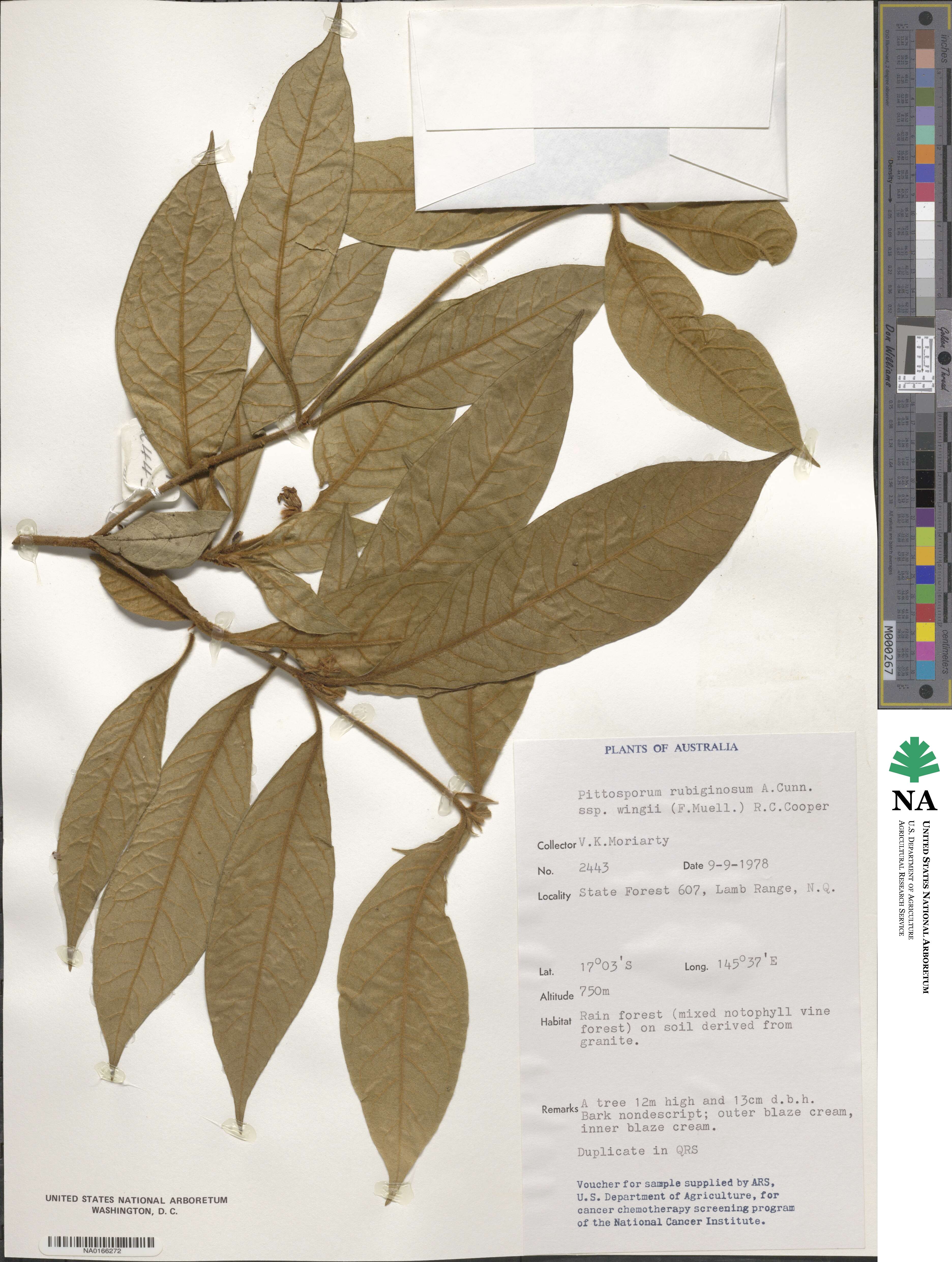 Pittosporum rubiginosum subsp. wingii image