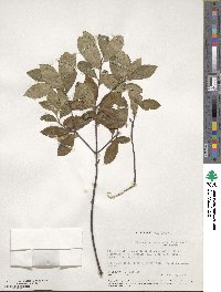 Pittosporum tenuifolium image