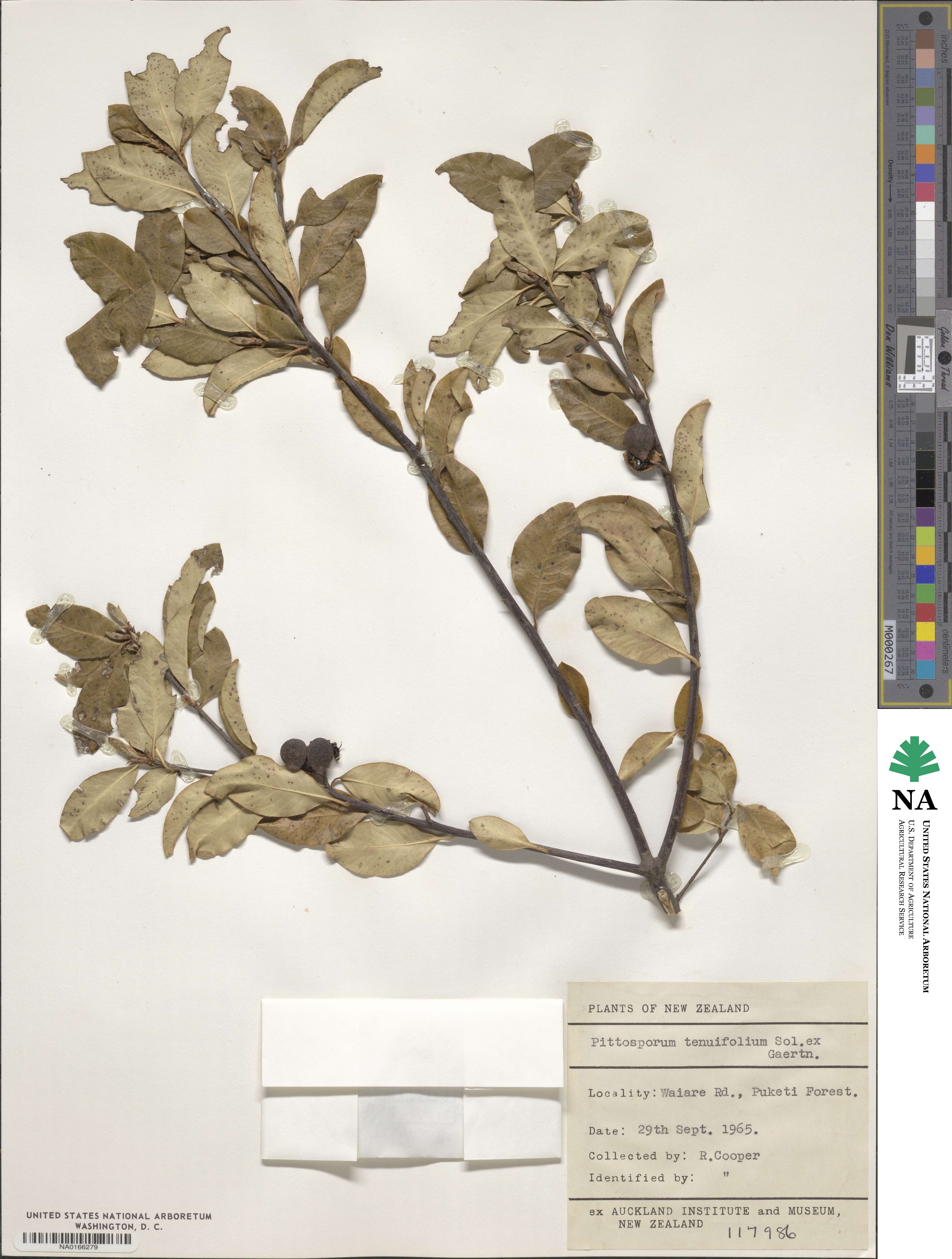 Pittosporum tenuifolium image