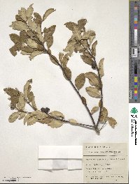 Pittosporum tenuifolium image