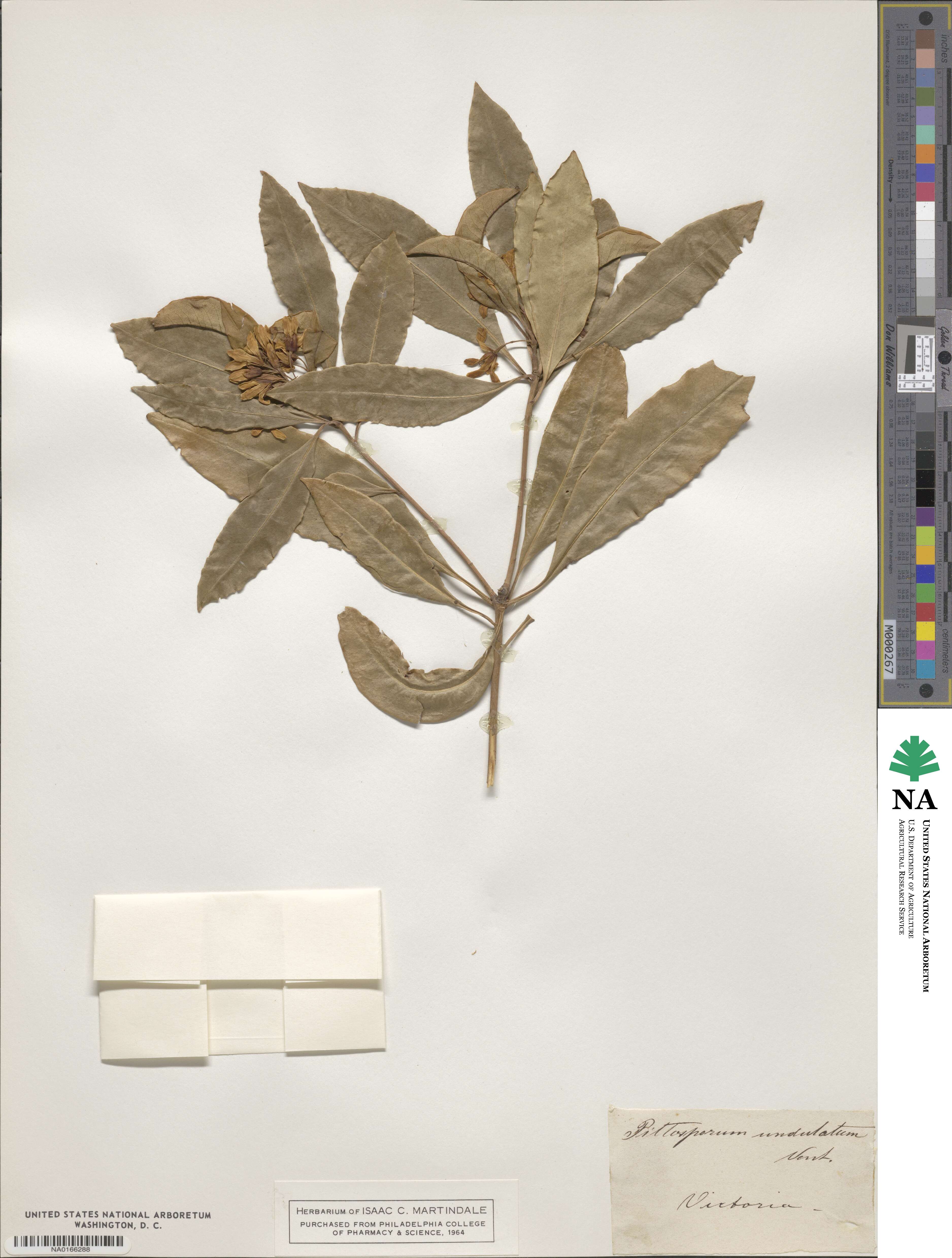 Pittosporum undulatum image