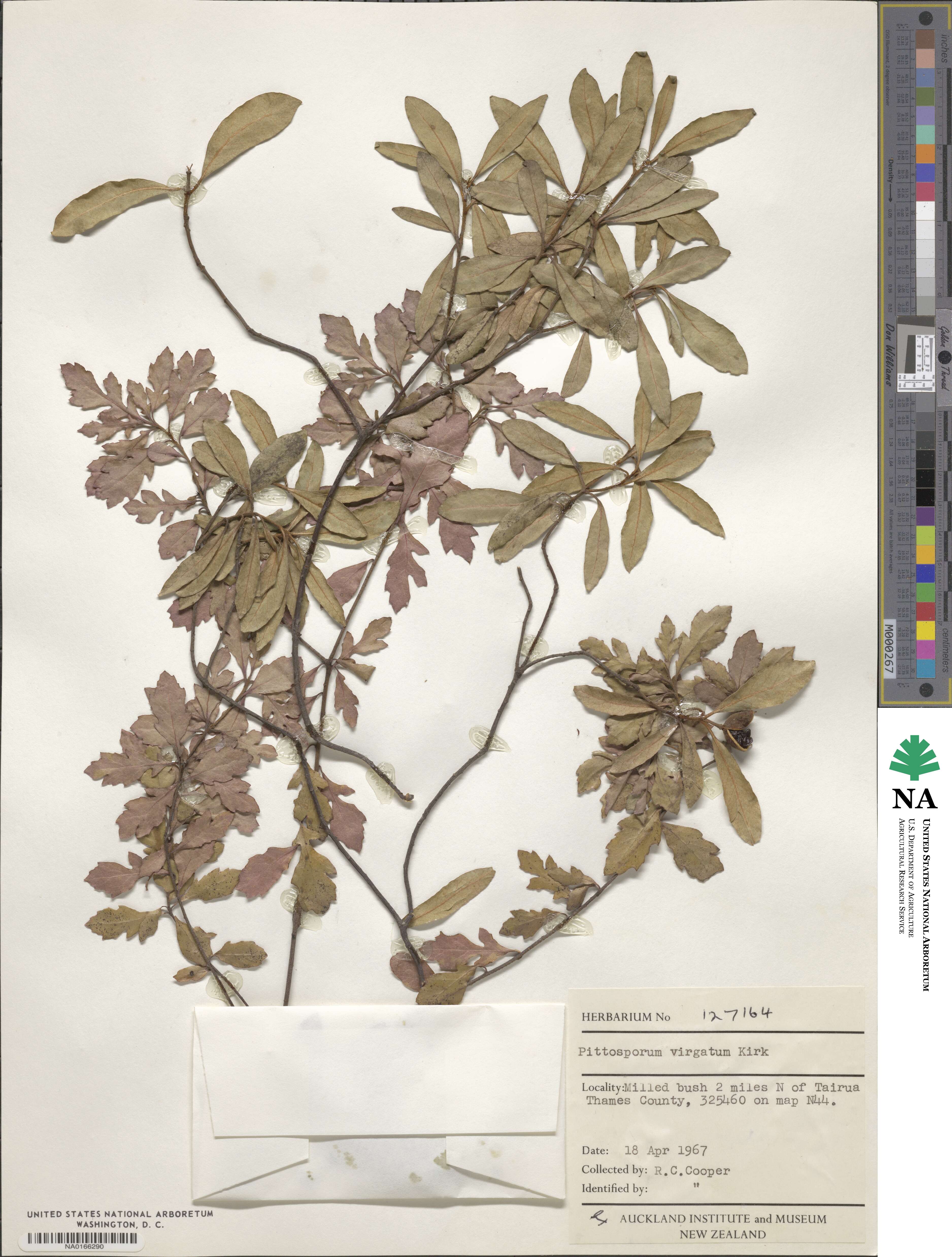 Pittosporum virgatum image