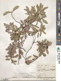 Pittosporum virgatum image