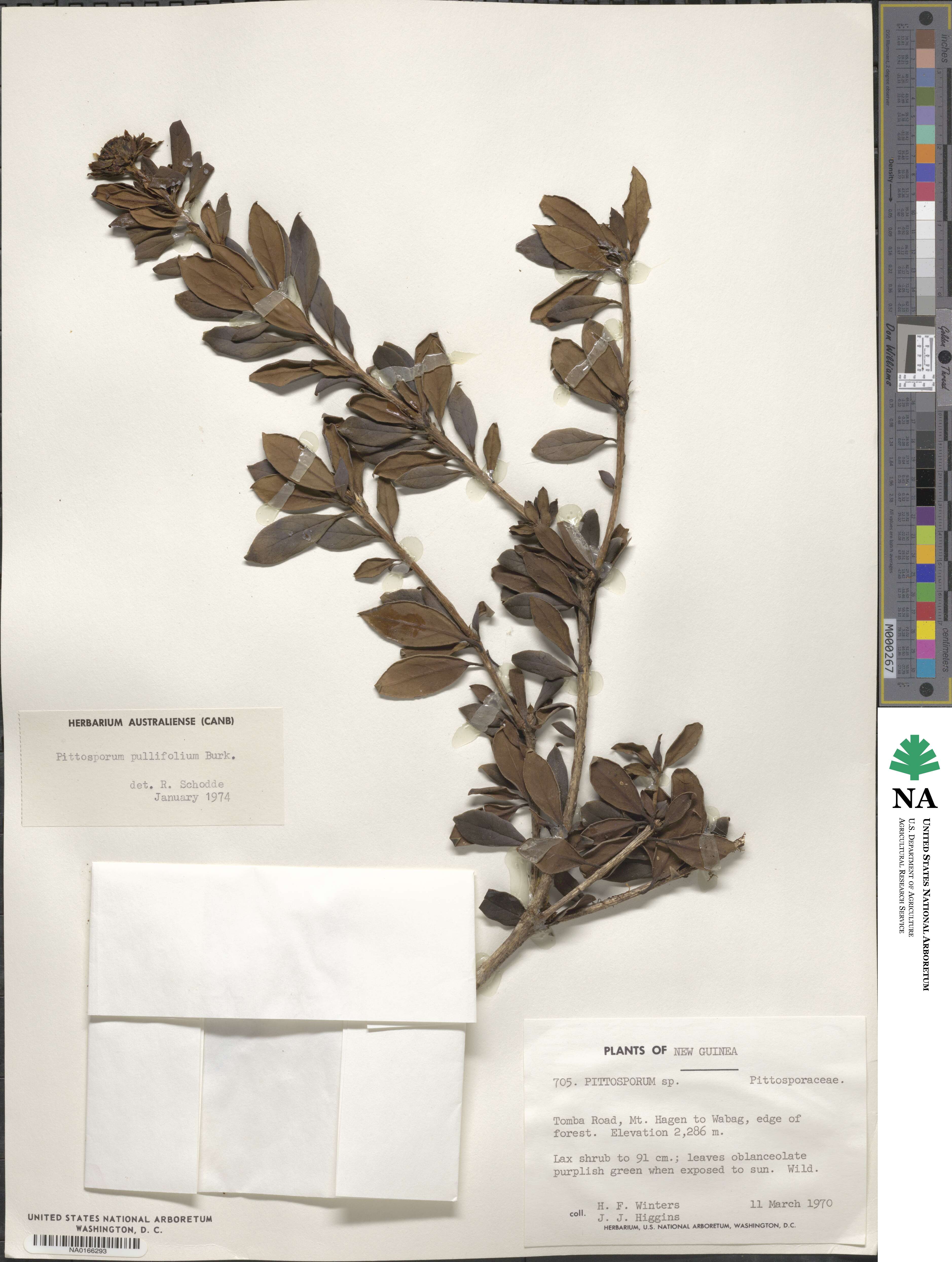 Pittosporum pullifolium image