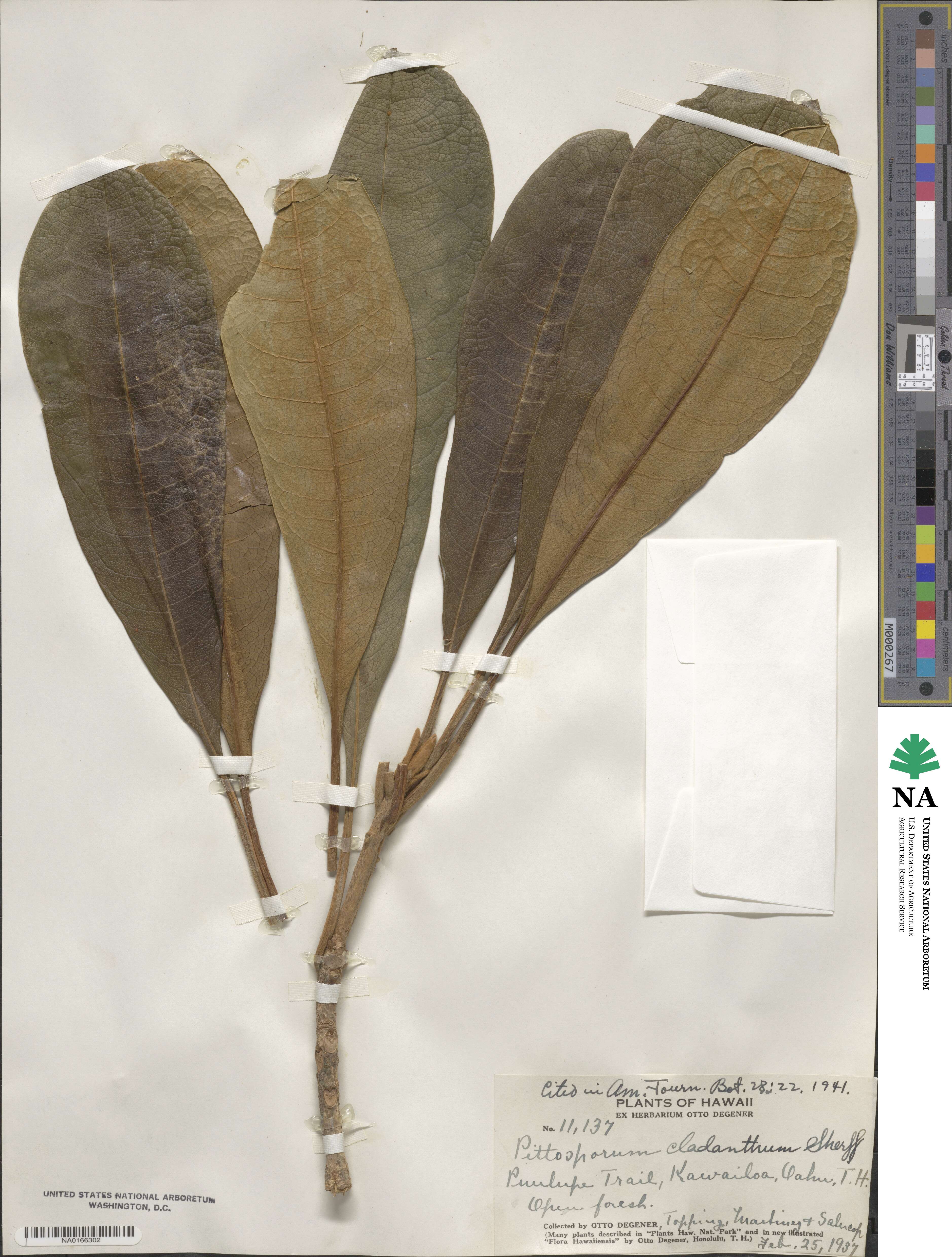Pittosporum confertiflorum image