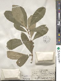 Pittosporum flocculosum image