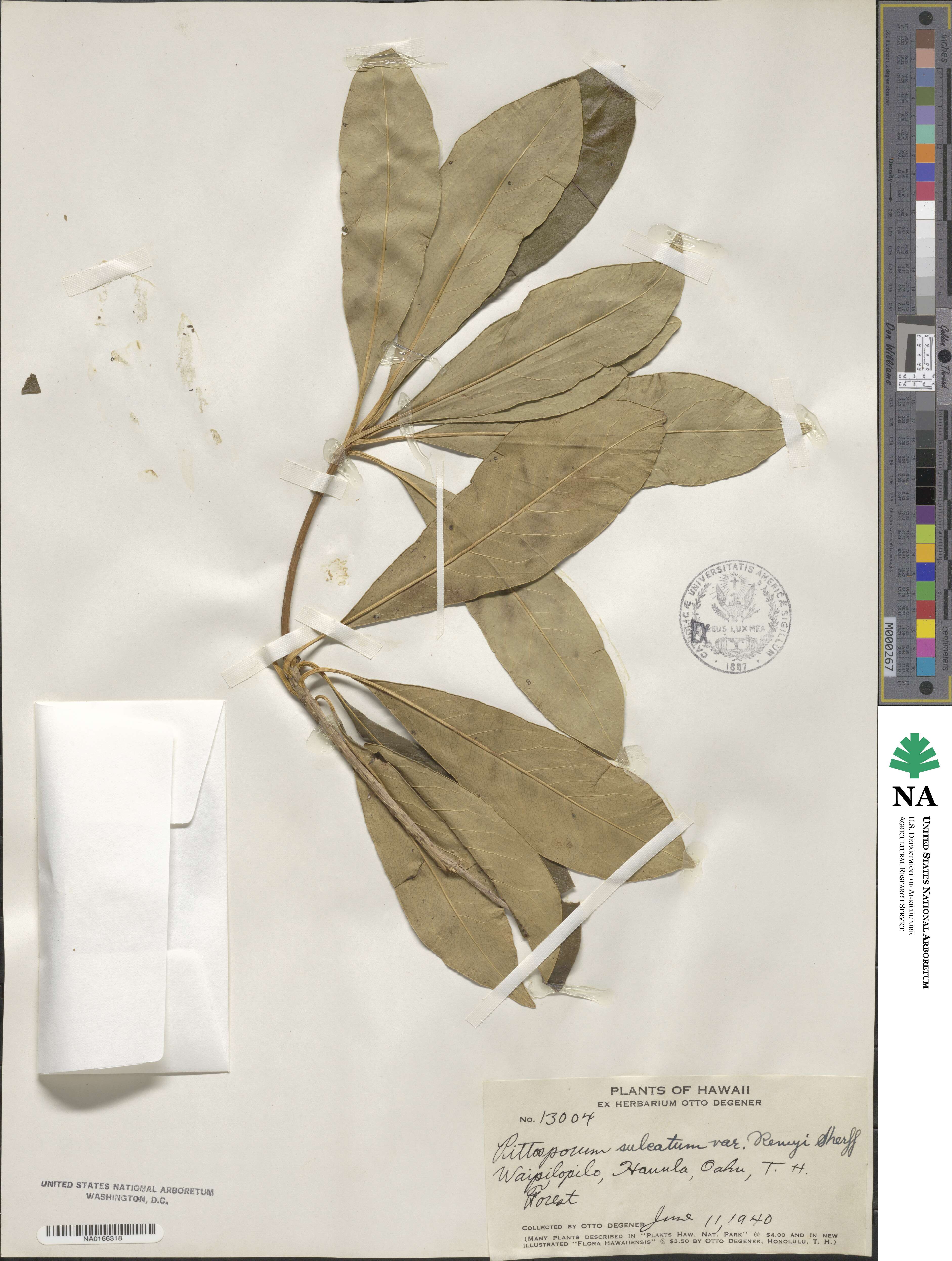 Pittosporum glabrum image