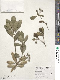 Pittosporum tobira image