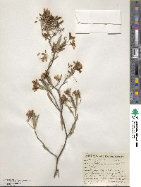 Marianthus bicolor image