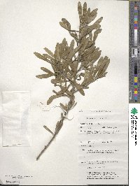 Bursaria incana image