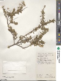 Bursaria spinosa image