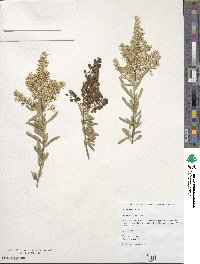 Bursaria spinosa image